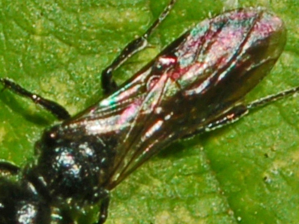 Probabile Pemphredon sp. (Crabronidae)